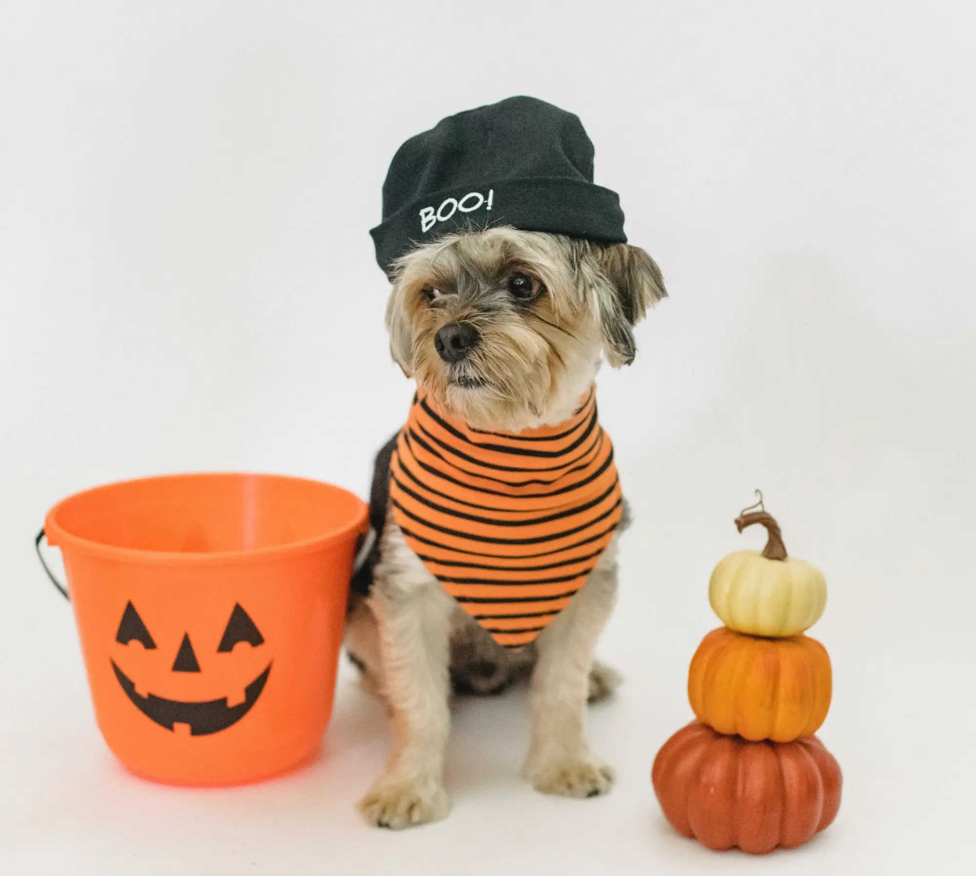 Yorkshire Terrier in BOO beanie beside pumpkins for Annual October Giveaways celebration