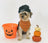 Yorkshire Terrier in BOO beanie beside pumpkins for Annual October Giveaways celebration
