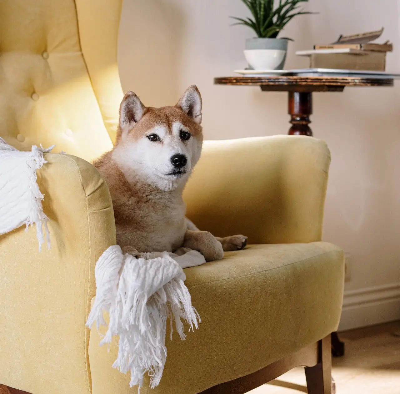Shiba Inu dog sitting on yellow armchair, promoting ChainFree Knoxville nonprofit mission.
