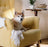 Shiba Inu dog sitting on yellow armchair, promoting ChainFree Knoxville nonprofit mission.