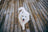 Fluffy white Samoyed dog symbolizes CUDDLY’s main goal in animal rescue and saving lives.
