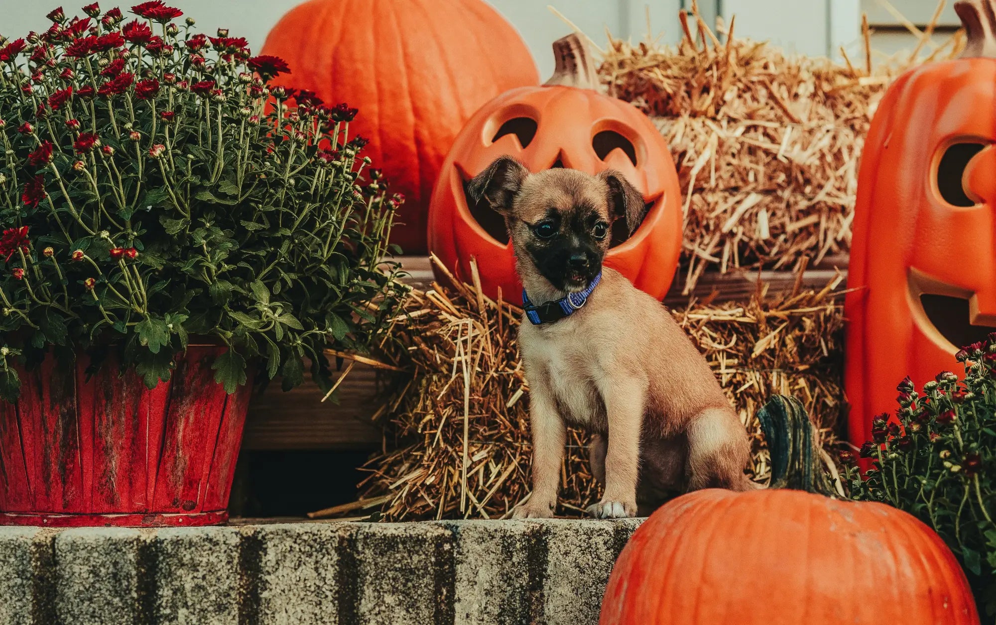 Pug puppy among orange pumpkins and red mums at Scout’s Honor October giveaways