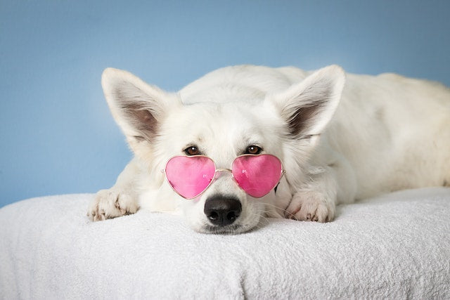 White dog with heart-shaped pink sunglasses in a Family Rescue by a Nonprofit Women Founded organization.