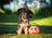 German Shepherd puppy in a witch hat beside a Halloween pumpkin bucket for fun facts.