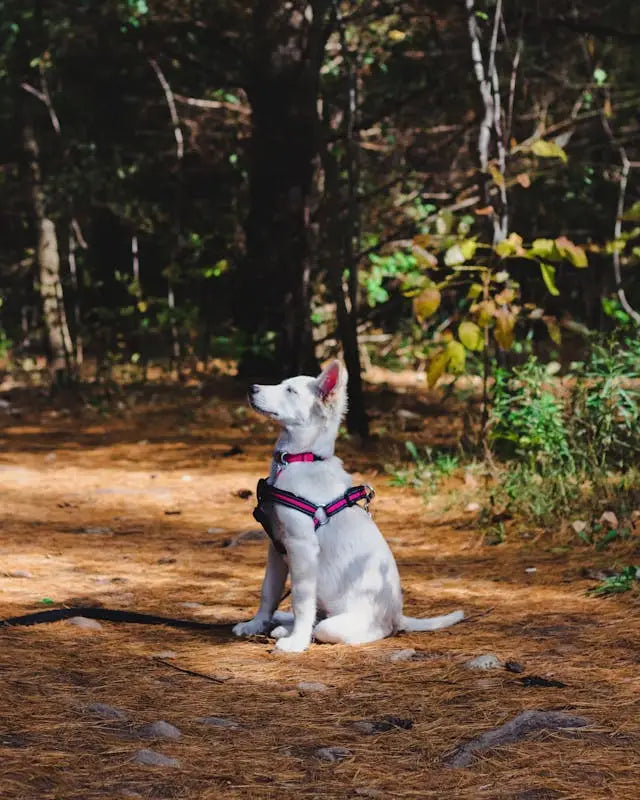 White dog in a pink and purple harness at Heartwood Haven for companion animals