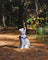 White dog in a pink and purple harness at Heartwood Haven for companion animals