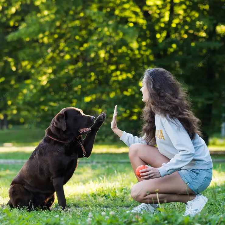 Chocolate Labrador high-fives on grass, supporting Jewelry Saving Lives for Dallas Dogs RRR.