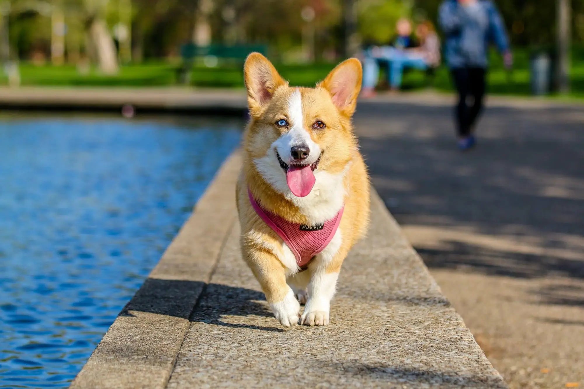 Happy Corgi in pink harness promoting the Rescued Pets Movement at Chefs For Paws event