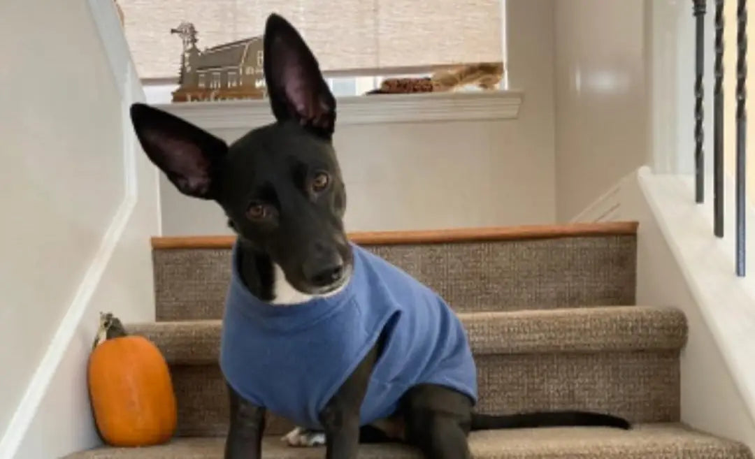 Black dog in blue sweater on stairs with pumpkin, representing JSL team’s love for fur babies.