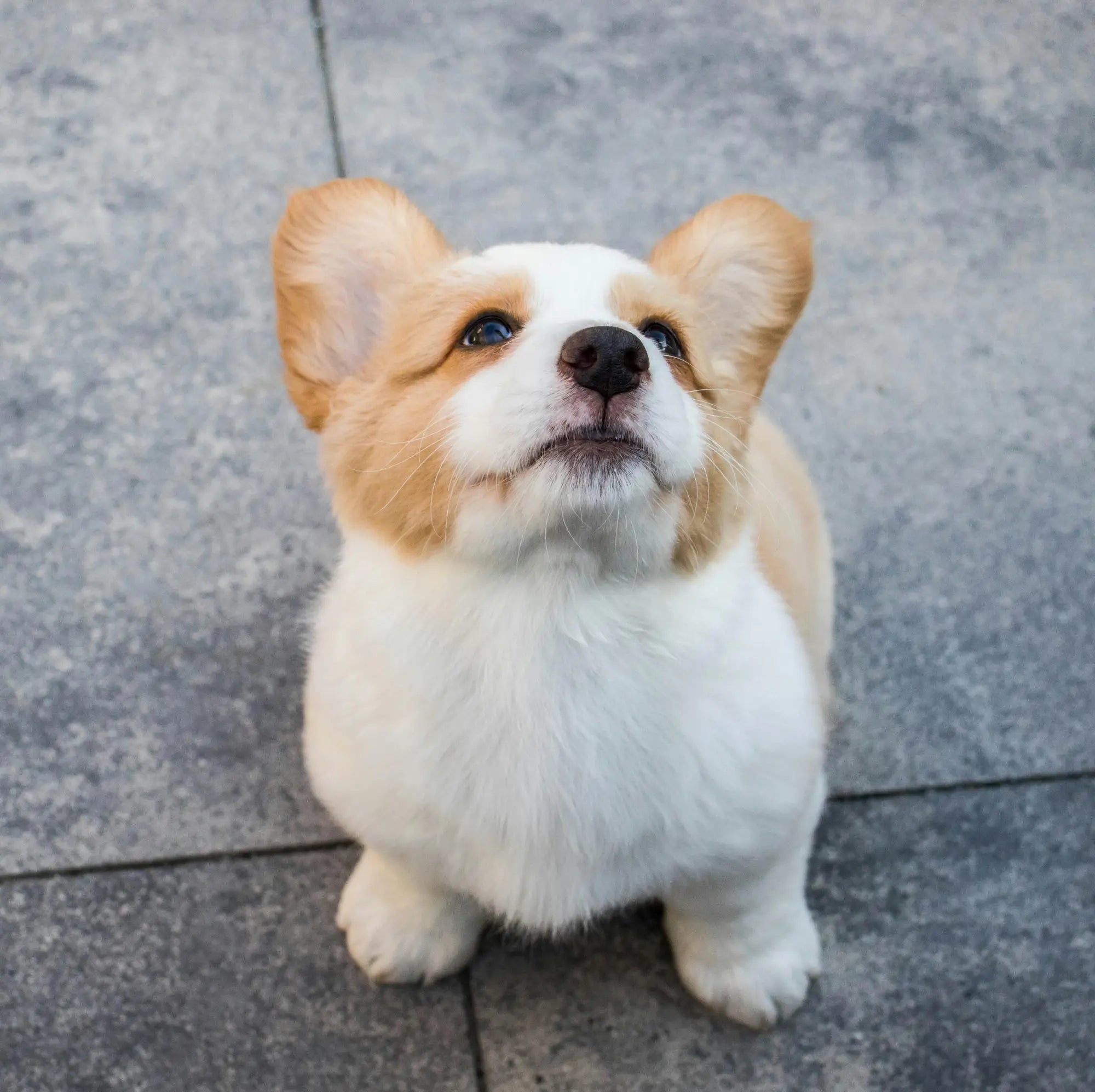 Pembroke Welsh Corgi puppy with cream and white fur looking upward to provide companion animals.