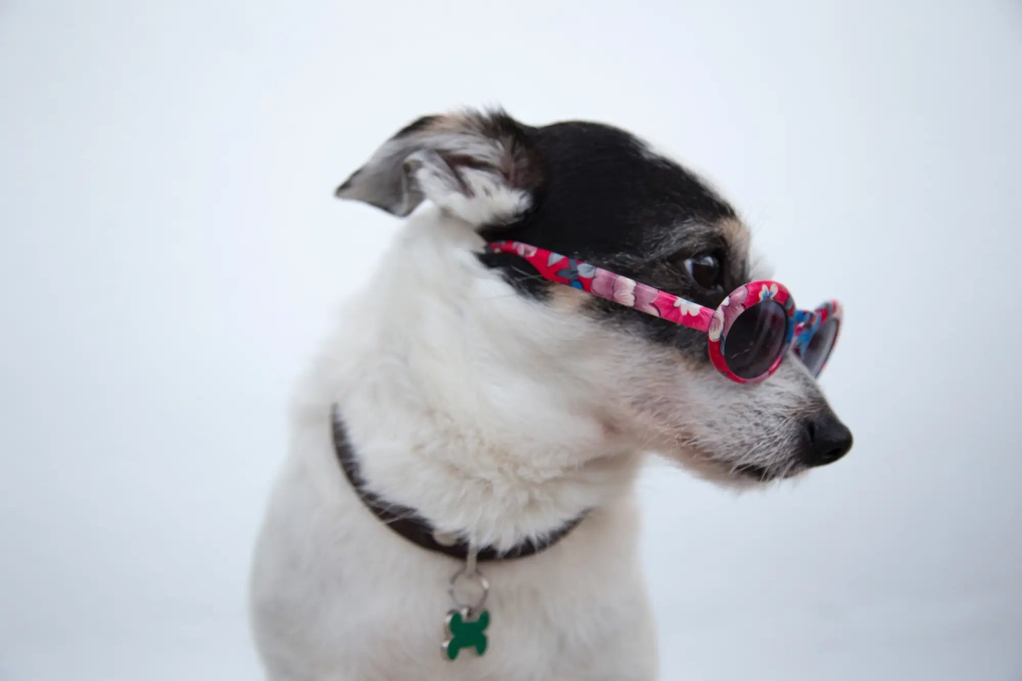 White and black dog in pink sunglasses represents Linus & Friends saving animals.