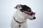 White and black dog in pink sunglasses represents Linus & Friends saving animals.
