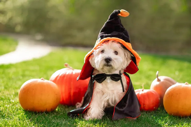 White fluffy dog in witch costume surrounded by pumpkins at Halloween Giveaway Winners event.
