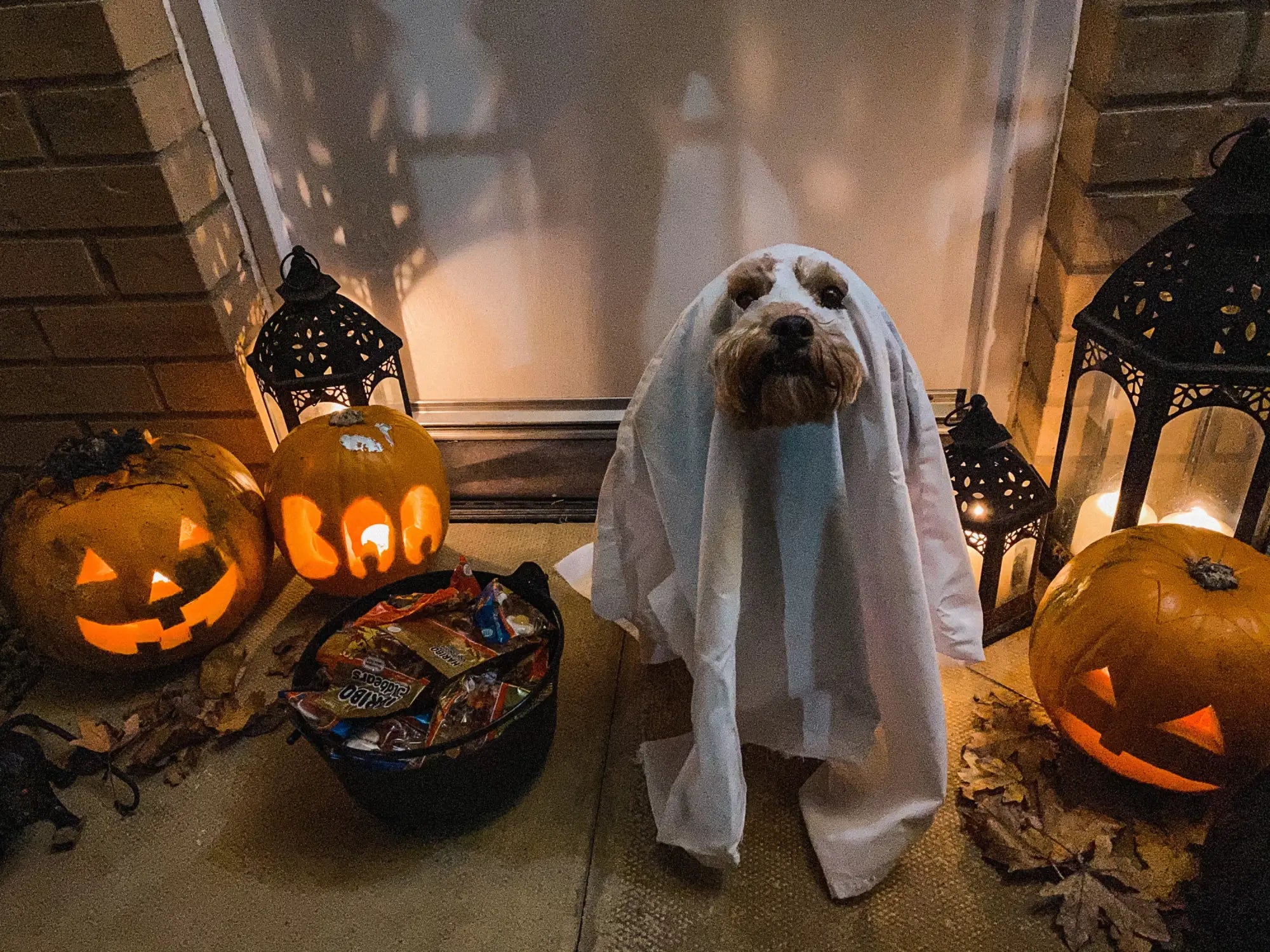 Dog in a white ghost costume celebrating Halloween with Michigan Cat Rescue.