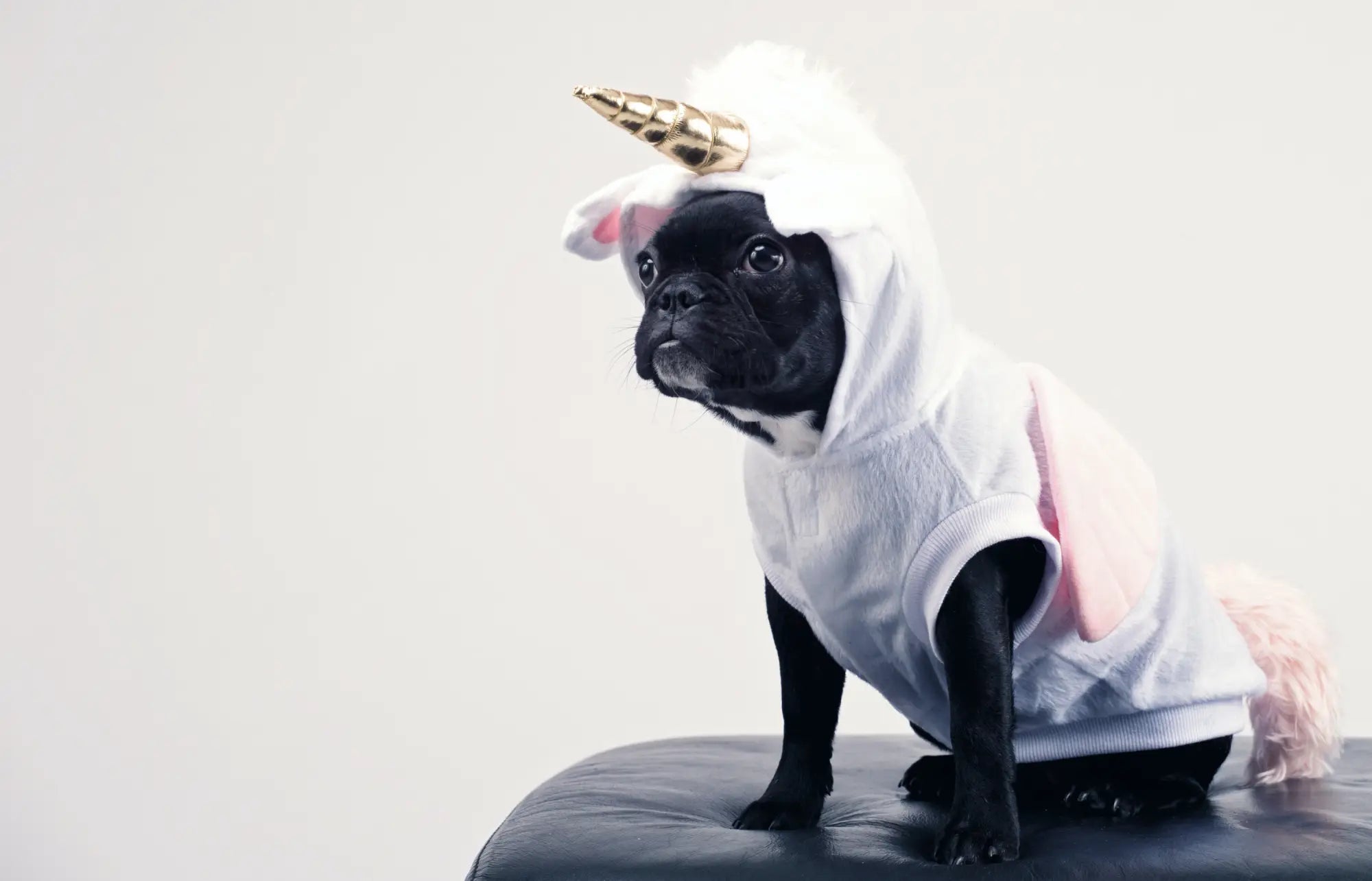 Black French Bulldog in unicorn costume for October giveaways at Bat World Sanctuary.