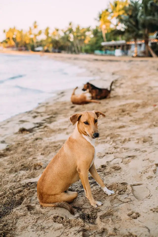 Tan-colored dog sitting on a beach representing Operation Kindness to provide companion animals