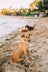 Tan-colored dog sitting on a beach representing Operation Kindness to provide companion animals
