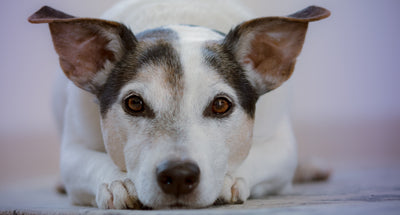 Saving Lives Through Donation: Whispering Willows Senior Dog Sanctuary