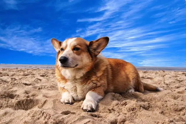 Corgi dog with reddish-brown and white fur resting in sand at Safe Hands Rescue.