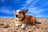 Corgi dog with reddish-brown and white fur resting in sand at Safe Hands Rescue.