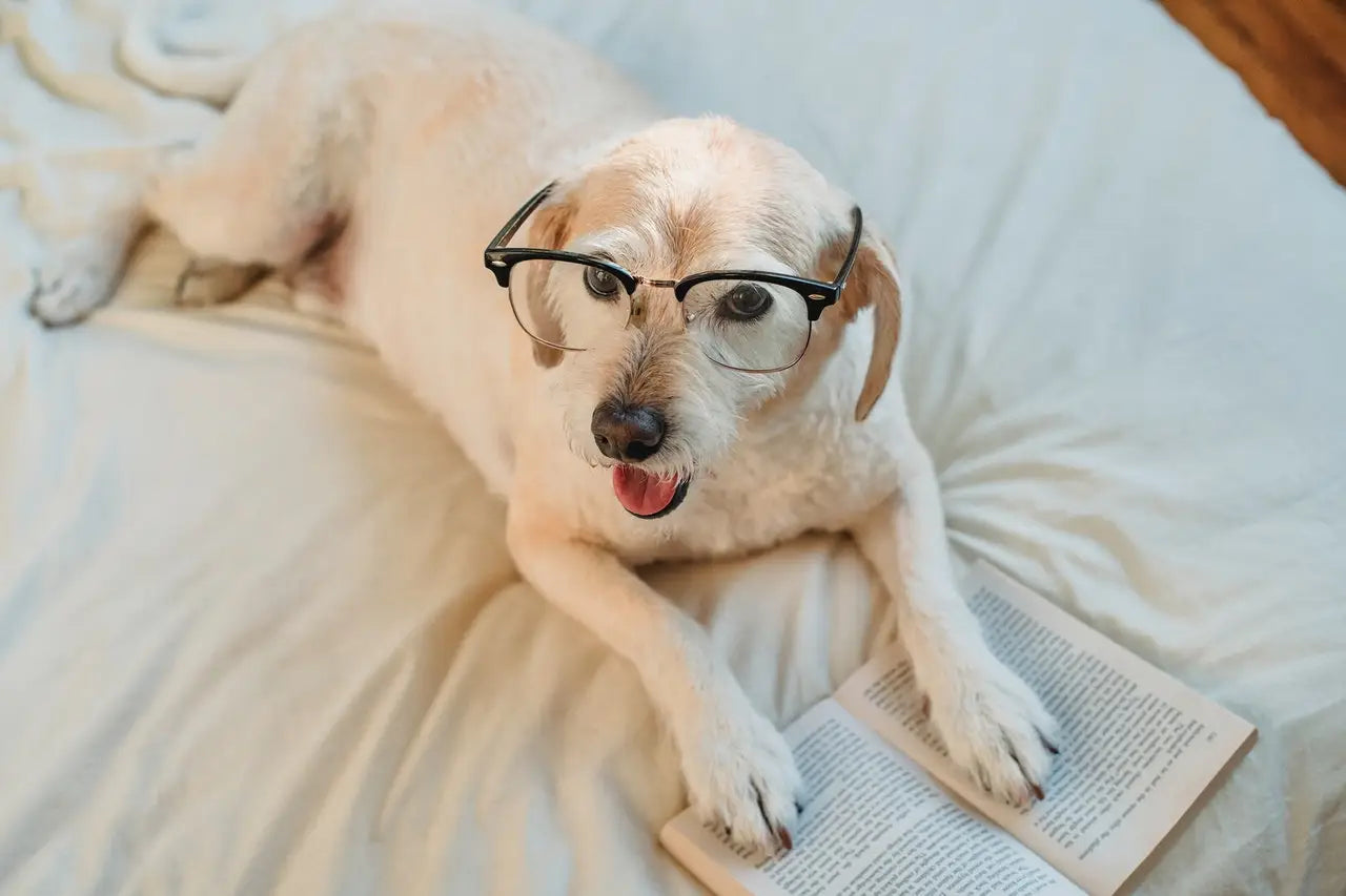 White dog in glasses on book symbolizes Starfish Rescue’s mission for senior dogs.