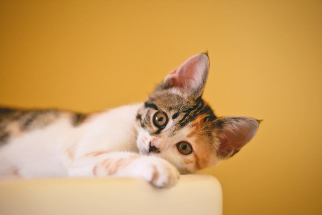 Calico cat with alert ears and bright eyes at Rafiki’s Rescue for animal care.