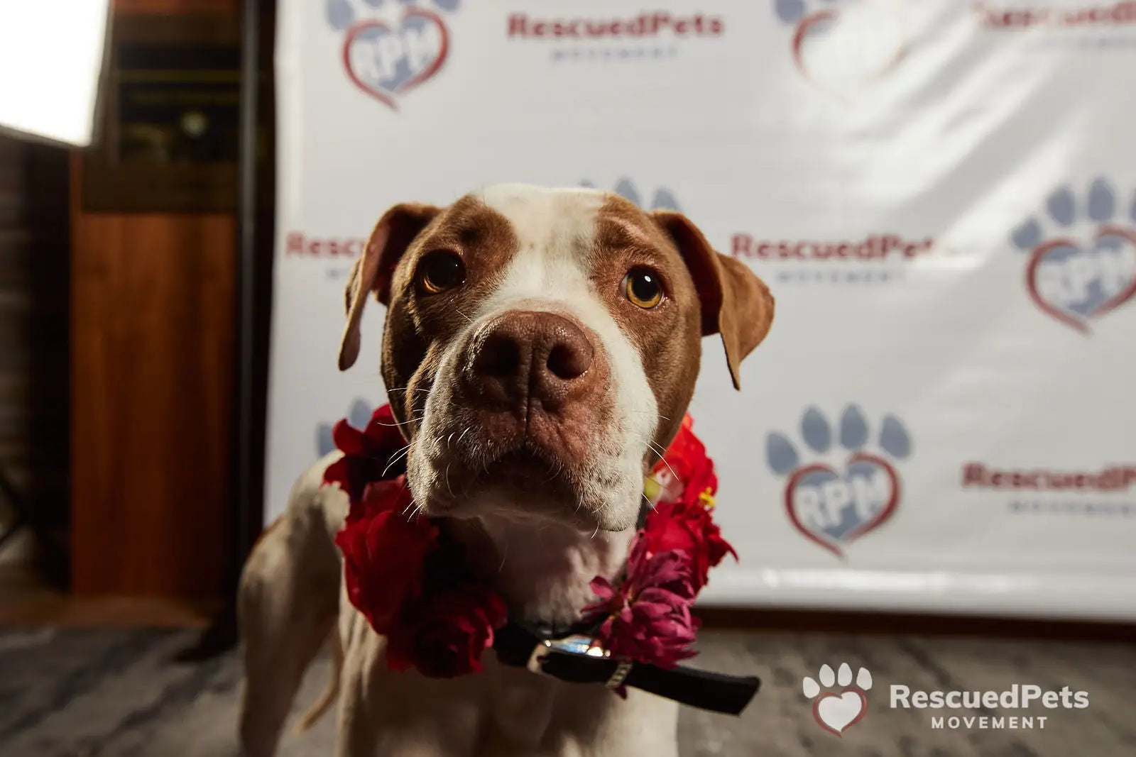 Brown and white pit bull in a red floral lei supporting the Rescued Pets Movement.