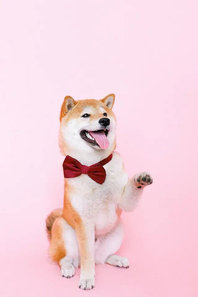 Happy Shiba Inu with red bow tie, supporting Scout’s Honor Rescue’s mission.
