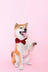 Happy Shiba Inu with red bow tie, supporting Scout’s Honor Rescue’s mission.