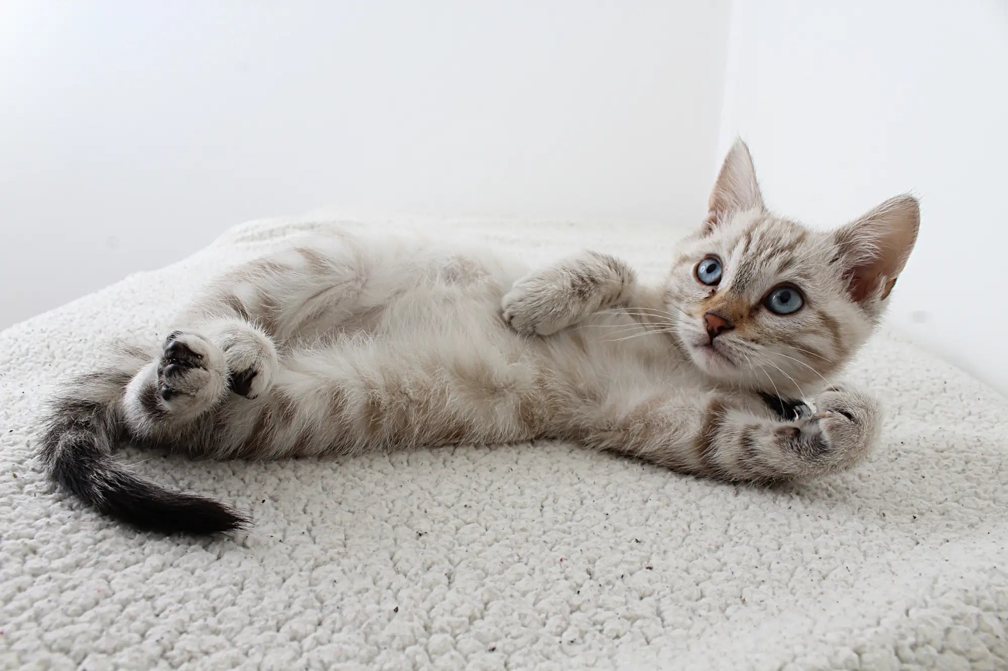 Gray and white cat on back in playful pose promoting Scruffy Paws Animal Rescue.