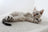 Gray and white cat on back in playful pose promoting Scruffy Paws Animal Rescue.