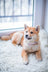 Tan and white Shiba Inu relaxing on a fluffy rug in support of the Pixie Project animal rescue.