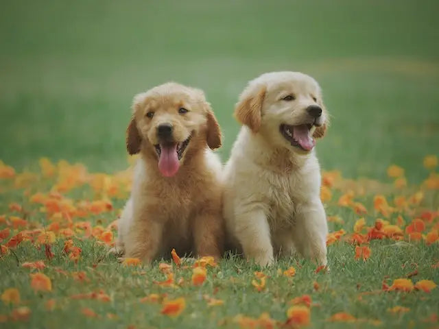 Two joyful Golden Retriever puppies at Valentine’s Second Chance Animal Rescue.