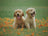 Two joyful Golden Retriever puppies at Valentine’s Second Chance Animal Rescue.