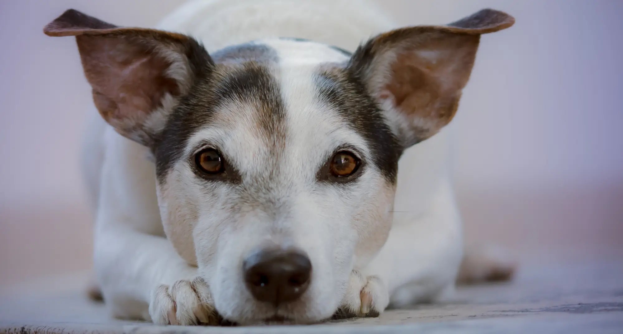 White and brown dog with perked ears symbolizes love at Whispering Willows forever home.