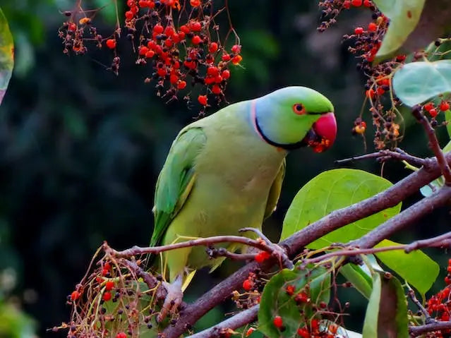 Green ring-necked parakeet on a branch with red berries at Tattooed Heart Animal Sanctuary
