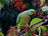 Green ring-necked parakeet on a branch with red berries at Tattooed Heart Animal Sanctuary