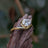 Sideways Lab Diamond Teardrop Ring