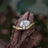 Pear Moissanite East West Sideways Ring