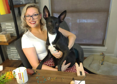 A black and white dog with pointed ears sitting at a table.