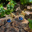 Halo Stud - Sapphire Earrings Handmade Handcrafted