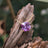 The Ashlynn - Brilliant Alexandrite Necklace