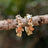 The Legacy Earrings - Citrine Hoops
