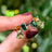 The Tulia - Autumnal Cluster Studs Earrings Handmade Handcrafted